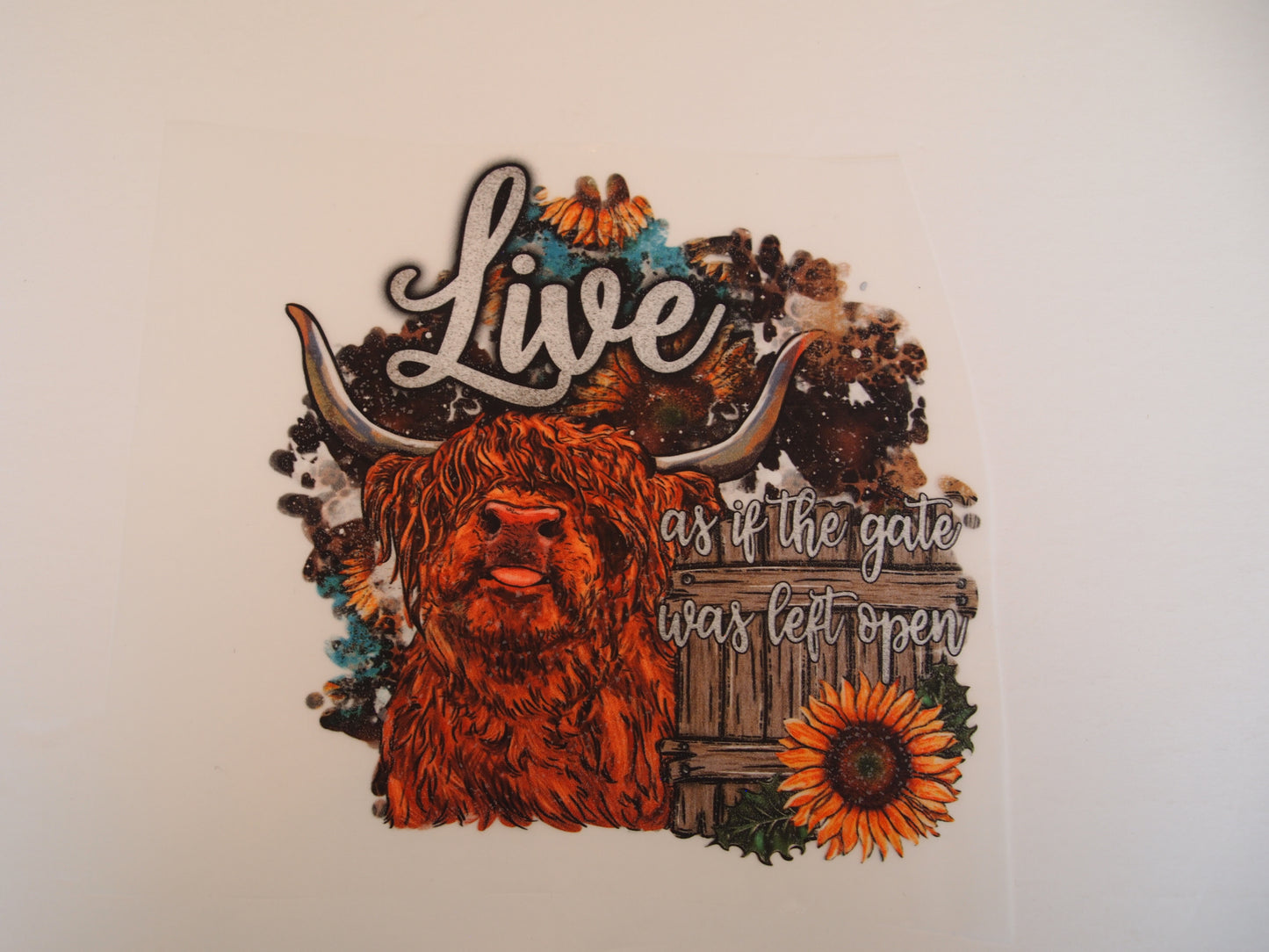 Live highland cow